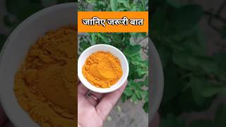 तुलसी के पौधे में हल्दी डालने के अद्भुत फायदे #tulsi #haldi #tulsiplant #garden #trending #shorts