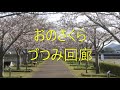 令和3年花見🌸おのさくらづつみ回廊散策🌸ono cherry blossoms mar.27 2021 16 00～17 00　兵庫県小野市4kmの桜のトンネル　約650本の桜並木は西日本最大級