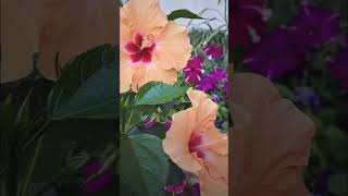 Hibiscus summer blooms  #youtubeshorts #subscribe #gardening #like