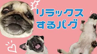 【パグ犬にこぱん】リラックス全開で溶けそうなパグ！【Relax】