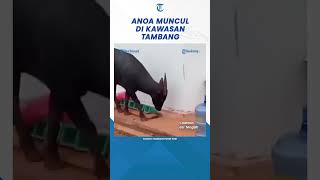 Penampakan Anoa Muncul di Kawasan Tambang Diduga Habitat Terganggu #shorts