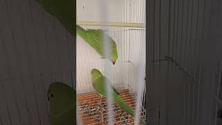 Parrots wow sharelike share #cute #birds #parrot #babyparrotកូនសេក