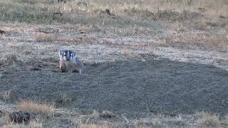 APA King Cobra TF badger kill in Montana