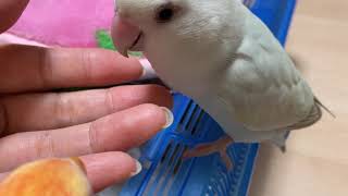 201011　ダブルで可愛い　小桜インコ　我が家の天使たち5羽αα