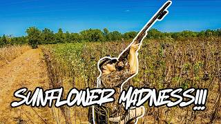 SUNFLOWER MADNESS!! Dove hunting kickoff