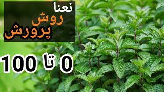 روش پرورش نعنا | روش کود دادن نعنا | نحوه آبیاری نعنا |  how to grow mint