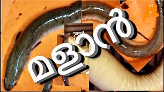 മളാൻ/Eel fish catching/kochi