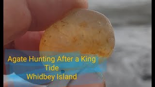 Agate Hunting After a King Tide Whidbey Island