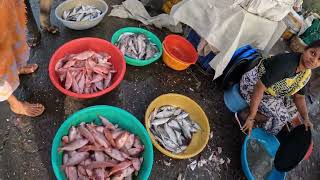 Sassoon dock fish market latest video || Fish Market 2023 || ससून डॉक मच्छी मार्केट