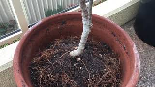 无花果怎样换盆（5）Balcony planting figs（5）