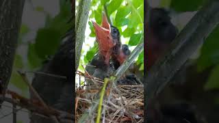 Red vented bulbul chicks#shorts