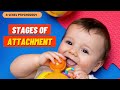 Stages of Attachment | Schaffer & Emerson | AQA Psychology