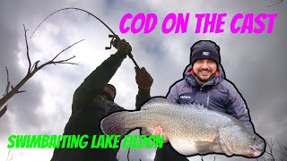 Cod on the Cast - Swimbaiting Lake Eildon