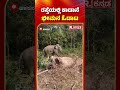 wild elephant bheema ರಸ್ತೆಯಲ್ಲಿ ಕಾಡಾನೆ ಭೀಮನ ಓಡಾಟ hassan