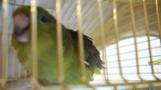 Lineolated parakeet sounds