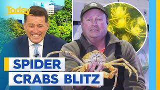 South Australian oyster farm inundated with thousands of giant spider crabs | Today Show Australia