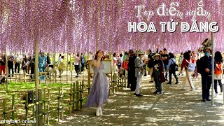 Top Điểm Ngắm Hoa Tử Đằng ở Nhật Bản | Du Lịch Nhật Bản | #japanvlog #explorejapan #4k