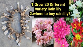 बारिश आने से पहले रेन लिली लगा लो फूल ही फूल होंगे छत पर/Unbox 20 different varieties rain lily