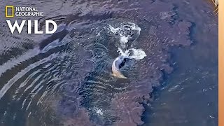 This Dolphin Hunts Fish With ‘Net’ Made of Mud | Nat Geo Wild