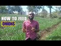 How to feed onions  during bulbing stage