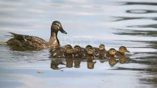 Duckling in the pond / Raise ducklings from small to mature - Duck - Ducks - The duck