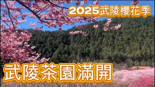 2025武陵農場櫻花季武陵茶園紅粉佳人滿開2025/03/01