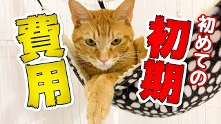 初めて猫を飼うのに必要な初期費用 ！お金はどれくらい必要？