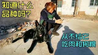 上海郊区阿姨，把名犬当土狗养，只喂玉米稀饭，这品相值多少钱