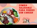 Comida SALUDABLE para perros con CÁNCER Natural y Casera