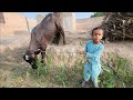 Buffalo calf care | Village dairy farm | Chacha Bhatija vlog