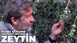 ÖLMEZ AĞACININ MUCİZEVİ MEYVESİ: ZEYTİN