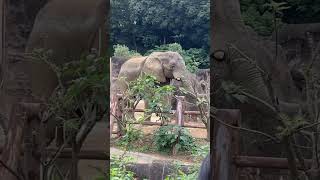 【ゾウ】BGMのリズムに合いすぎる。（多摩動物公園）