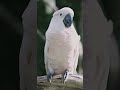 White Parrot 🦜