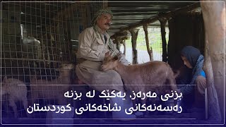 بزنی مەرەز، یەکێک لە بزنە رەسەنەکانی شاخەکانی کوردستان