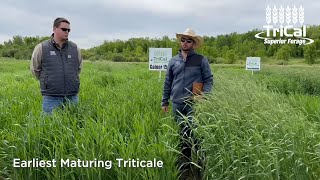 TriCal Gainer™ Triticale is a perfect choice for the Upper Midwest!