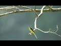 ♪鳥くん野鳥動画（千葉県）キセキレイ♀　grey wagtail