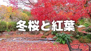 福地山麓花公園の紅葉と冬桜(十月桜)　直方市永満寺