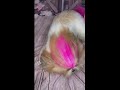 Lolla ensina penteado simples, com glitter pet da GROOMING MUITO POP