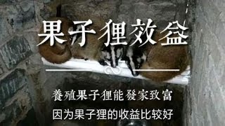 养殖果子狸加自媒体等于百万年薪之果子狸的效益，带大家一起看看