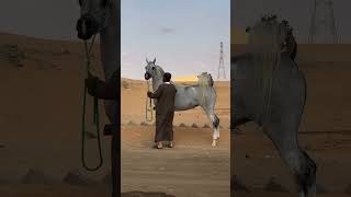 جمال الخيل العربي #horse #اكسبلور