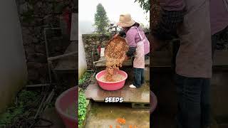 How to Roast Pumpkin Seeds