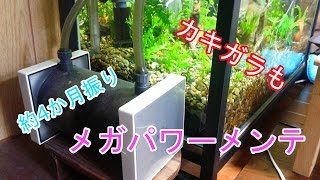 【アクアリウム】グッピー水槽　#14 メガパワー2045の掃除とカキガラ