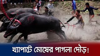 মহিষের পাগলা দৌড় | Buffalo Racr | breaking news The Sky Tv