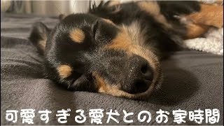 【チワックス】可愛すぎる愛犬とのお家時間🏠🐶❤️