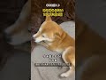 みみ助うらない2024年3月11日 shibainu 柴犬と暮らす 保護犬と暮らす