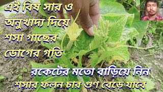 এই বিষ সার ও অনুখাদ্য দিয়ে শসা গাছের ডোগের গতি বাড়িয়ে নিন,Diseases and remedies of cucumber plant