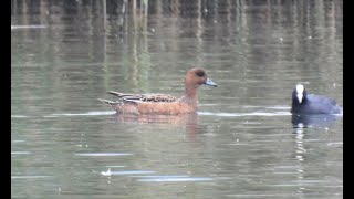 1131217 The Eurasian wigeon is a winter visitor in Jiaoxi wetland.