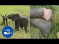 Brave animal rescue team help elephant with maggot infested injury - Daily Mail