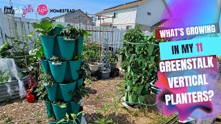 What's Growing in my 11 GreenStalk Vertical Gardens!