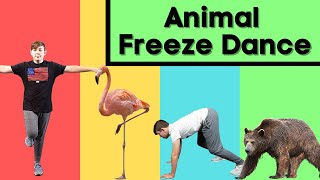 Animal Freeze Dance | Follow Along Activities for Kids